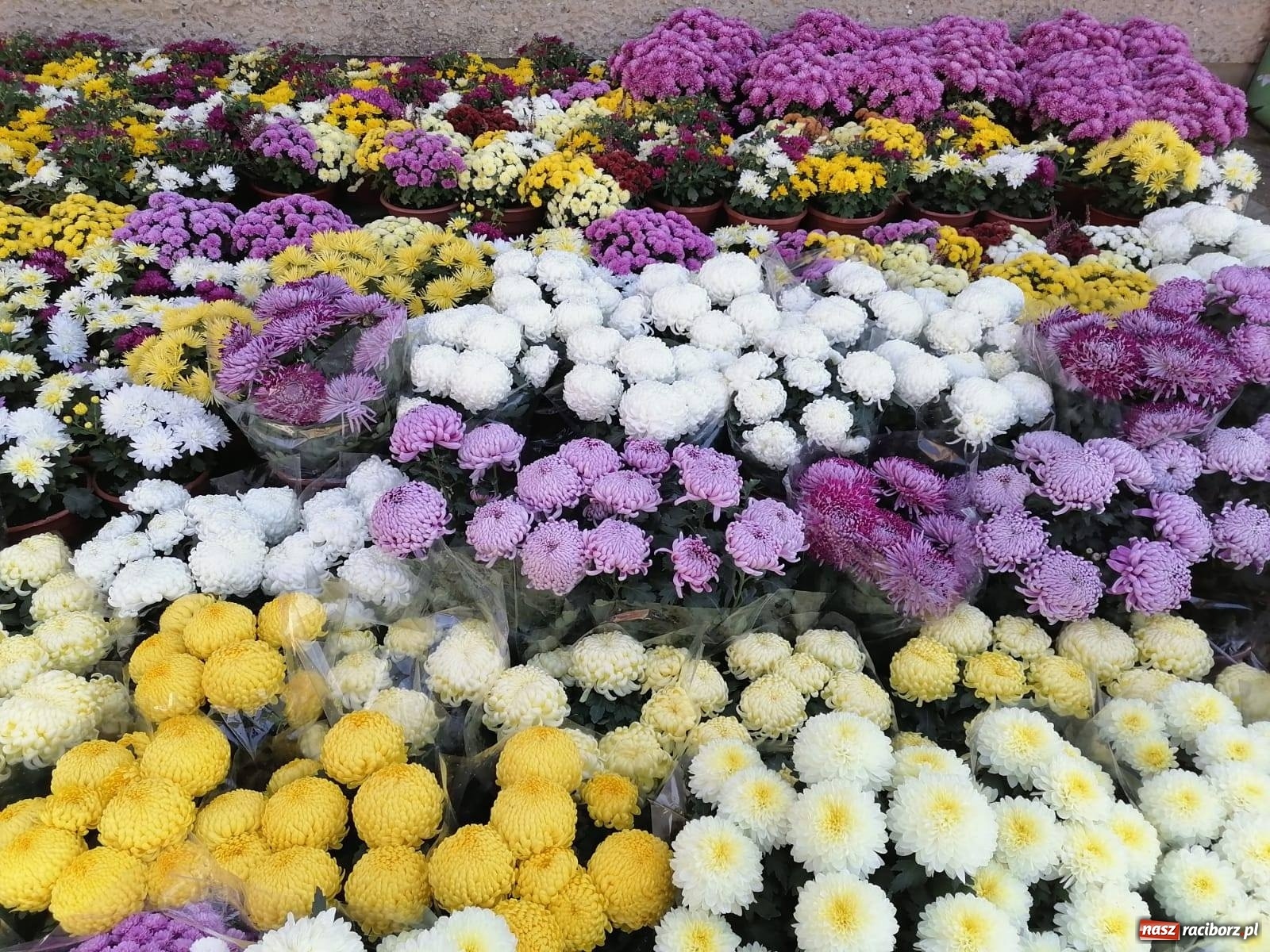 Zdjęcie w galerii na portalu naszraciborz.pl: Gmina Kuźnia Raciborska przyozdobiona chryzantemami [FOTO] wiadomości z regionu