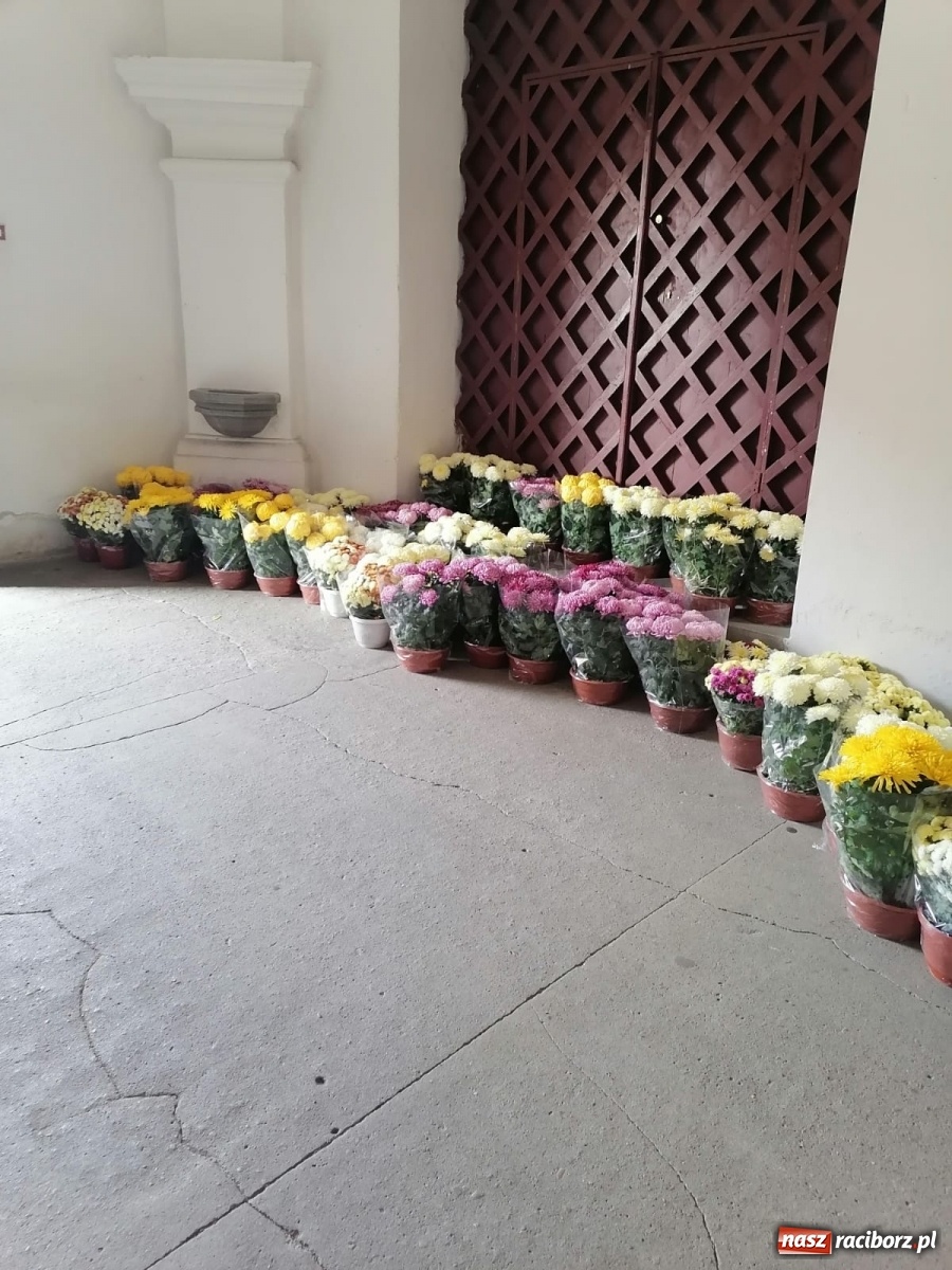 Zdjęcie w galerii na portalu naszraciborz.pl: Gmina Kuźnia Raciborska przyozdobiona chryzantemami [FOTO] wiadomości z regionu