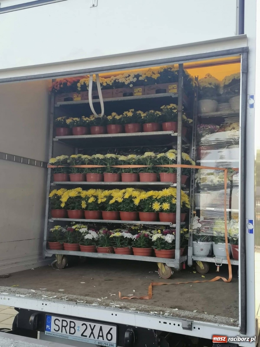 Zdjęcie w galerii na portalu naszraciborz.pl: Gmina Kuźnia Raciborska przyozdobiona chryzantemami [FOTO] wiadomości z regionu