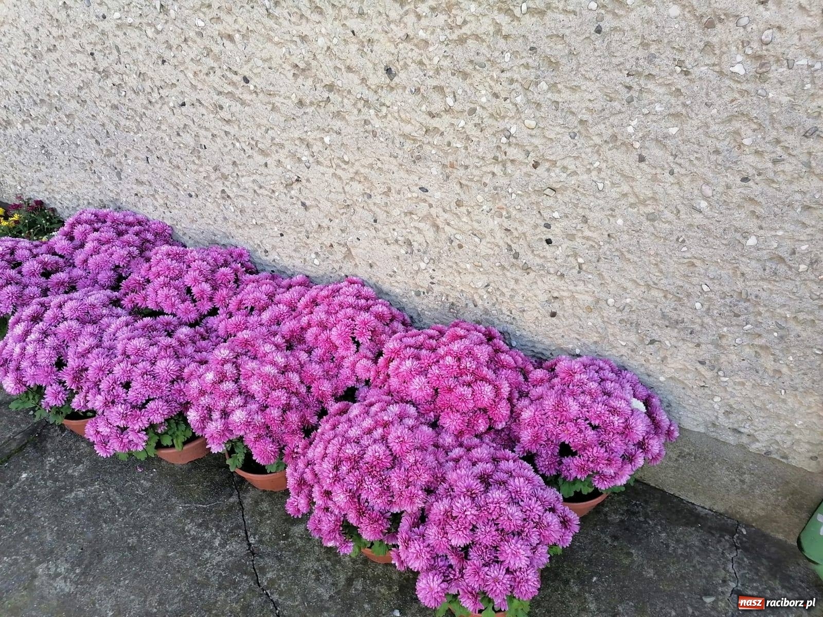Zdjęcie w galerii na portalu naszraciborz.pl: Gmina Kuźnia Raciborska przyozdobiona chryzantemami [FOTO] wiadomości z regionu