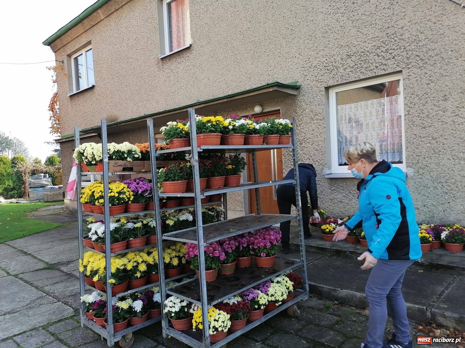 Zdjęcie w galerii na portalu naszraciborz.pl: Gmina Kuźnia Raciborska przyozdobiona chryzantemami [FOTO] wiadomości z regionu