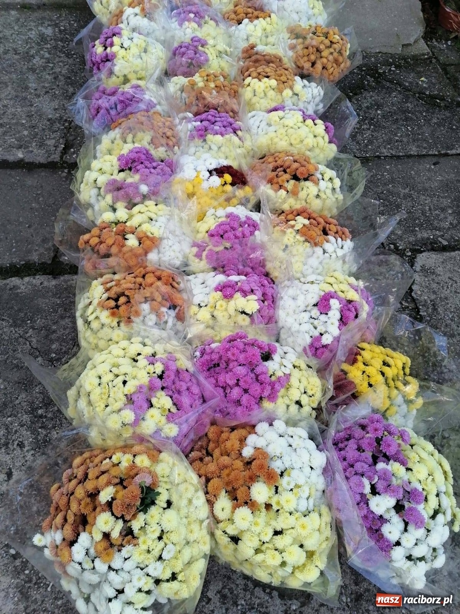 Zdjęcie w galerii na portalu naszraciborz.pl: Gmina Kuźnia Raciborska przyozdobiona chryzantemami [FOTO] wiadomości z regionu