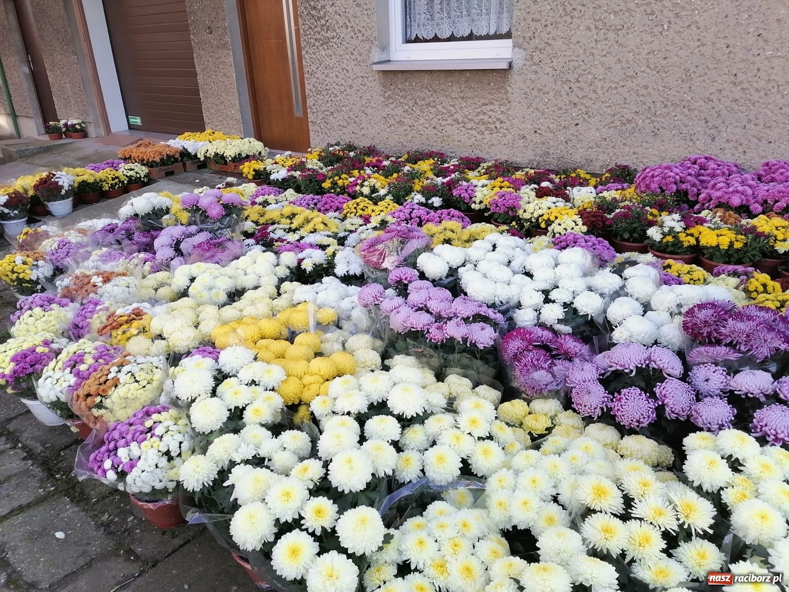 Zdjęcie w galerii na portalu naszraciborz.pl: Gmina Kuźnia Raciborska przyozdobiona chryzantemami [FOTO] wiadomości z regionu
