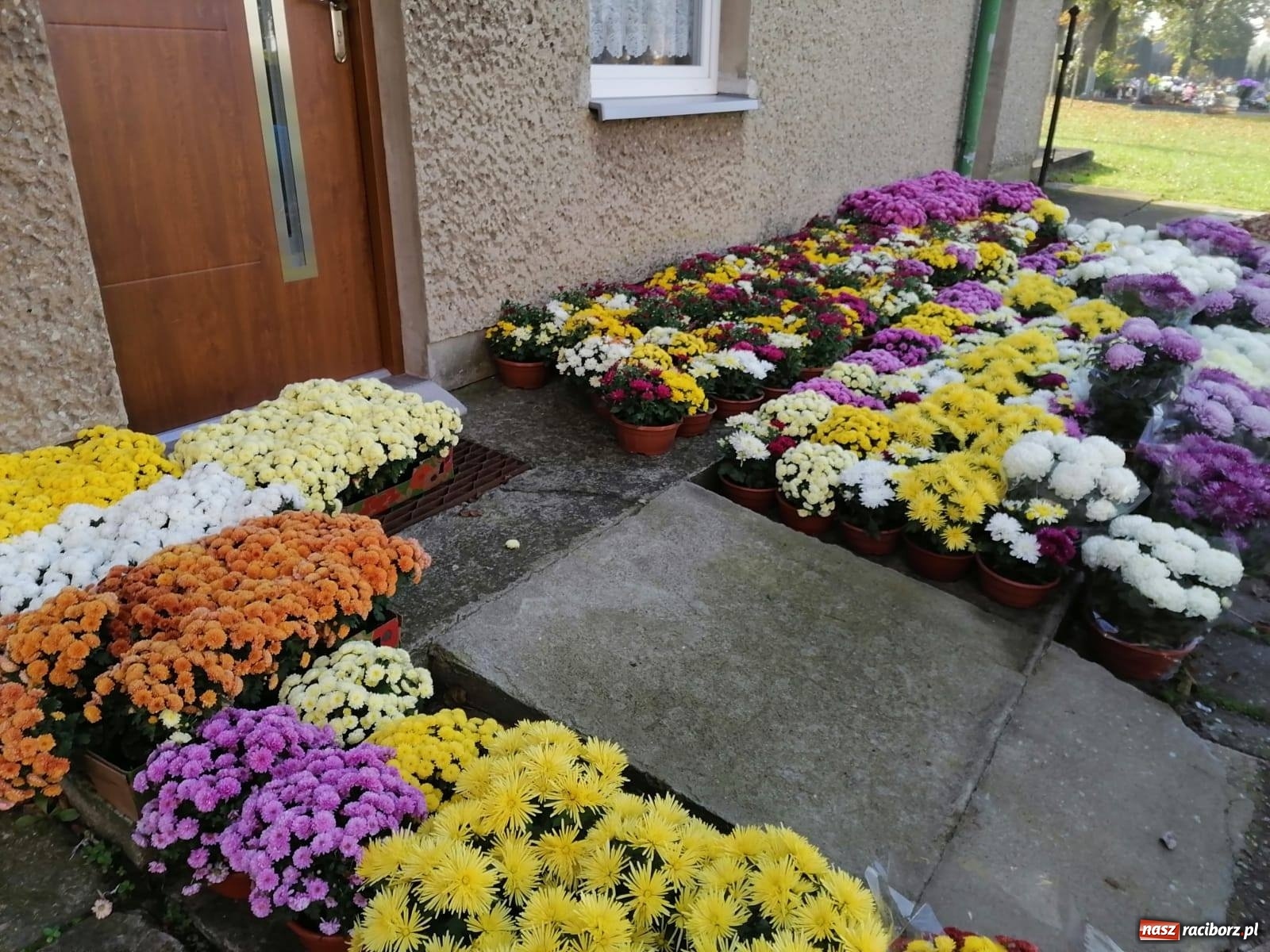 Zdjęcie w galerii na portalu naszraciborz.pl: Gmina Kuźnia Raciborska przyozdobiona chryzantemami [FOTO] wiadomości z regionu