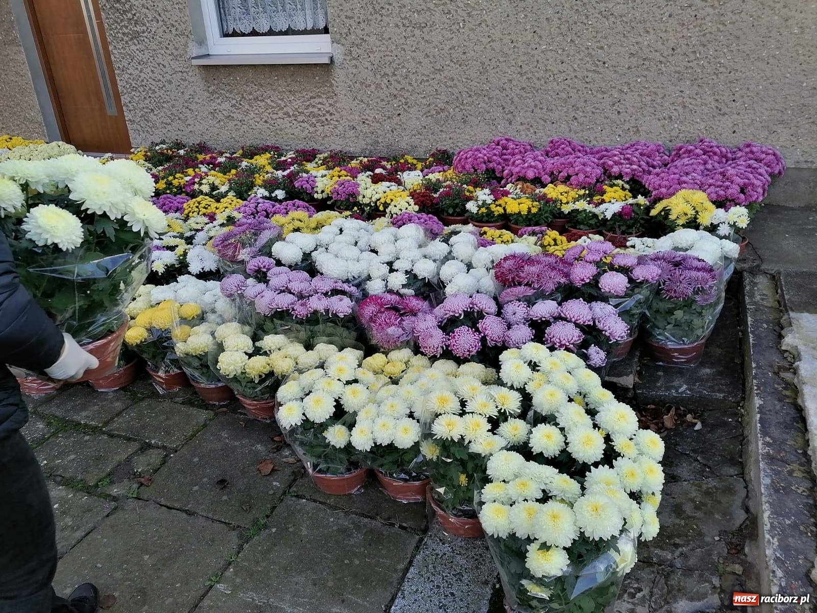 Zdjęcie w galerii na portalu naszraciborz.pl: Gmina Kuźnia Raciborska przyozdobiona chryzantemami [FOTO] wiadomości z regionu