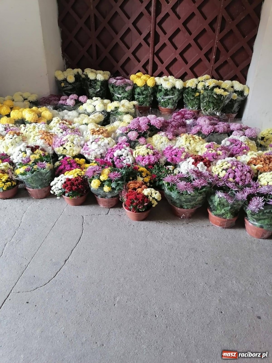 Zdjęcie w galerii na portalu naszraciborz.pl: Gmina Kuźnia Raciborska przyozdobiona chryzantemami [FOTO] wiadomości z regionu
