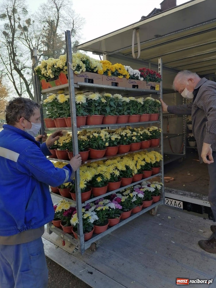 Zdjęcie w galerii na portalu naszraciborz.pl: Gmina Kuźnia Raciborska przyozdobiona chryzantemami [FOTO] wiadomości z regionu