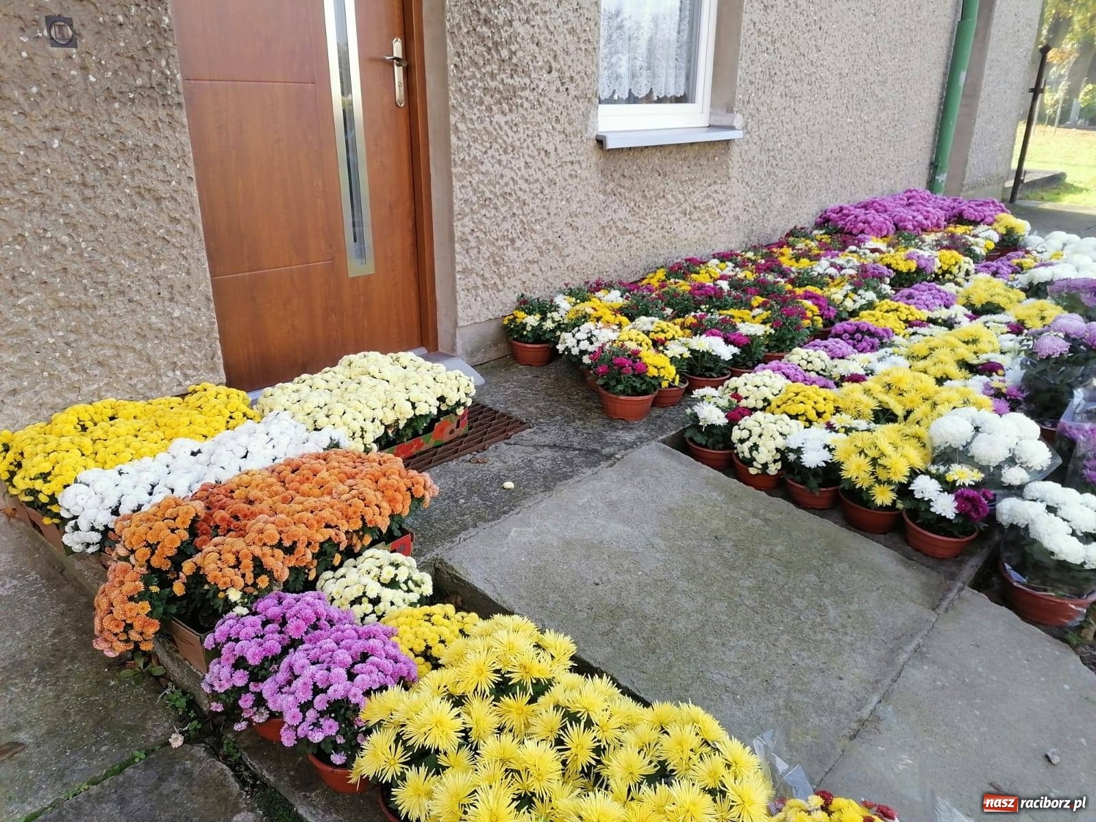 Zdjęcie w galerii na portalu naszraciborz.pl: Gmina Kuźnia Raciborska przyozdobiona chryzantemami [FOTO] wiadomości z regionu