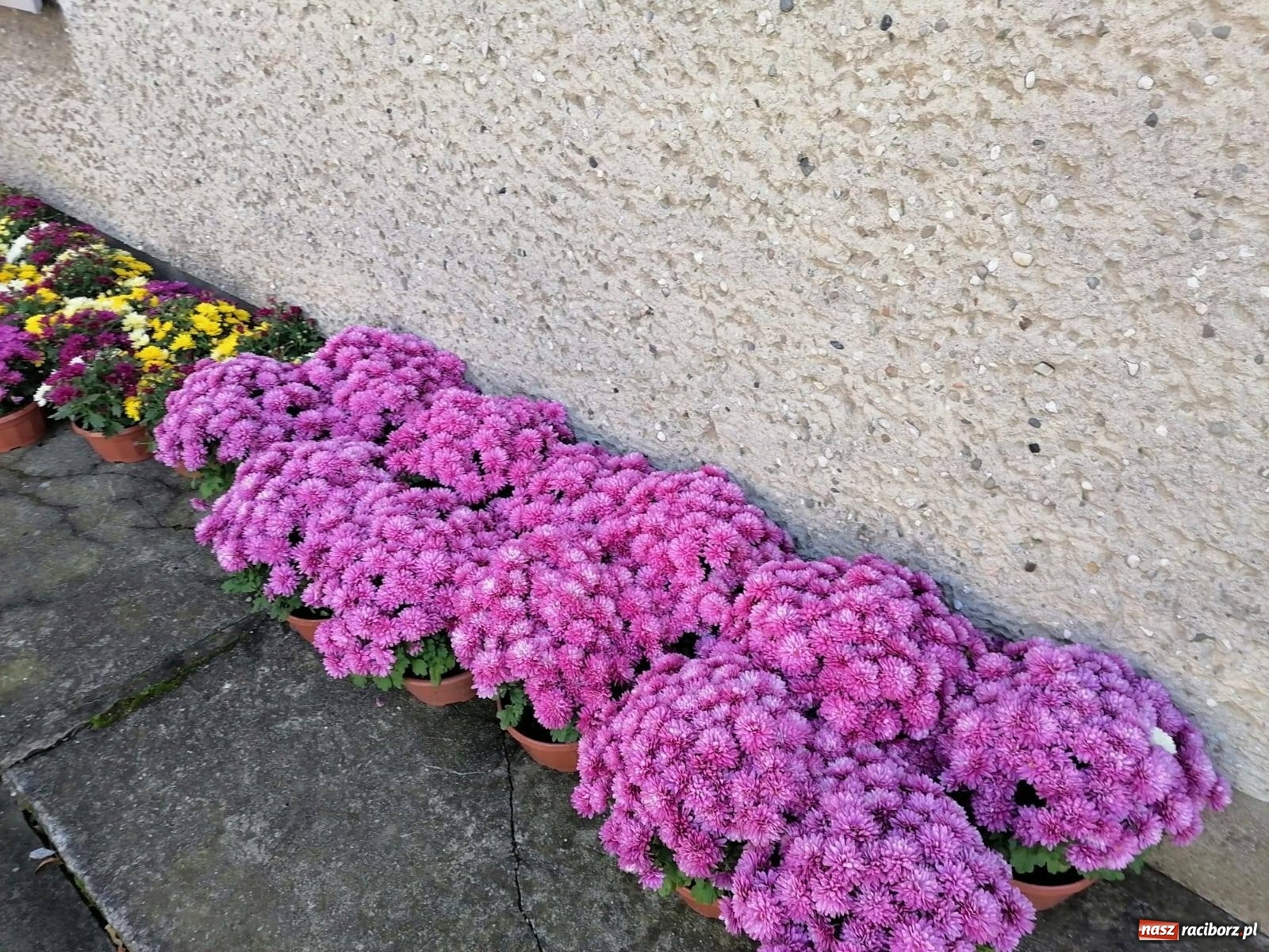 Zdjęcie w galerii na portalu naszraciborz.pl: Gmina Kuźnia Raciborska przyozdobiona chryzantemami [FOTO] wiadomości z regionu