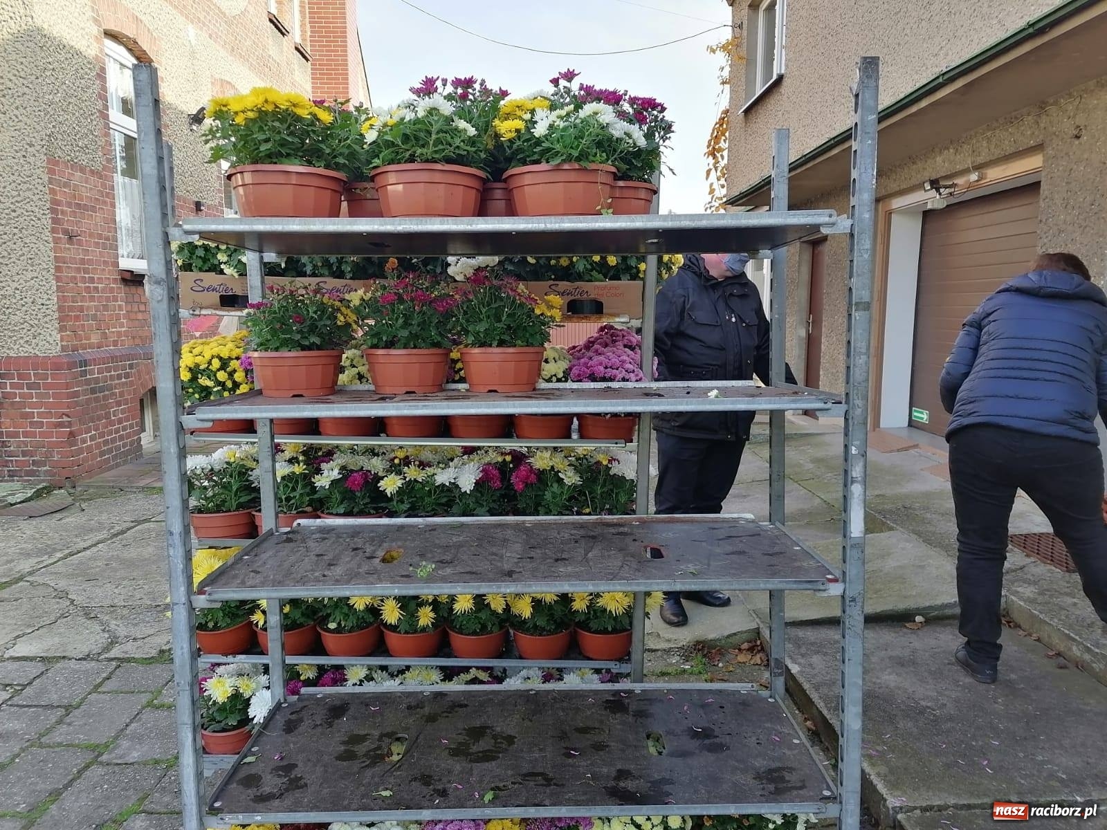 Zdjęcie w galerii na portalu naszraciborz.pl: Gmina Kuźnia Raciborska przyozdobiona chryzantemami [FOTO] wiadomości z regionu