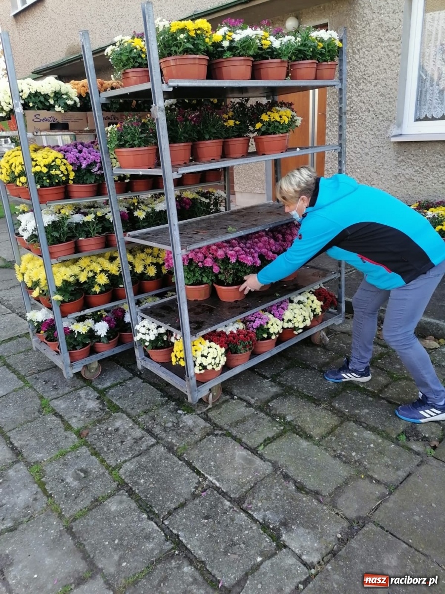 Zdjęcie w galerii na portalu naszraciborz.pl: Gmina Kuźnia Raciborska przyozdobiona chryzantemami [FOTO] wiadomości z regionu