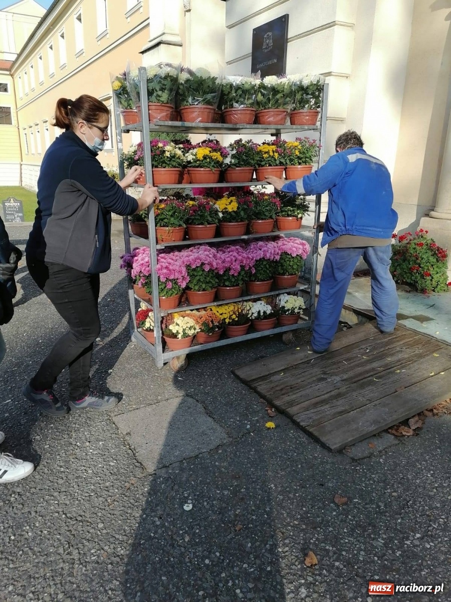 Zdjęcie w galerii na portalu naszraciborz.pl: Gmina Kuźnia Raciborska przyozdobiona chryzantemami [FOTO] wiadomości z regionu