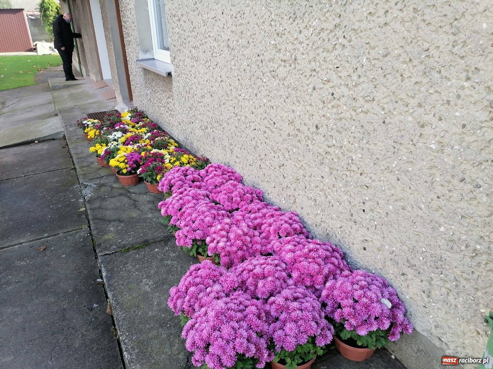 Zdjęcie w galerii na portalu naszraciborz.pl: Gmina Kuźnia Raciborska przyozdobiona chryzantemami [FOTO] wiadomości z regionu
