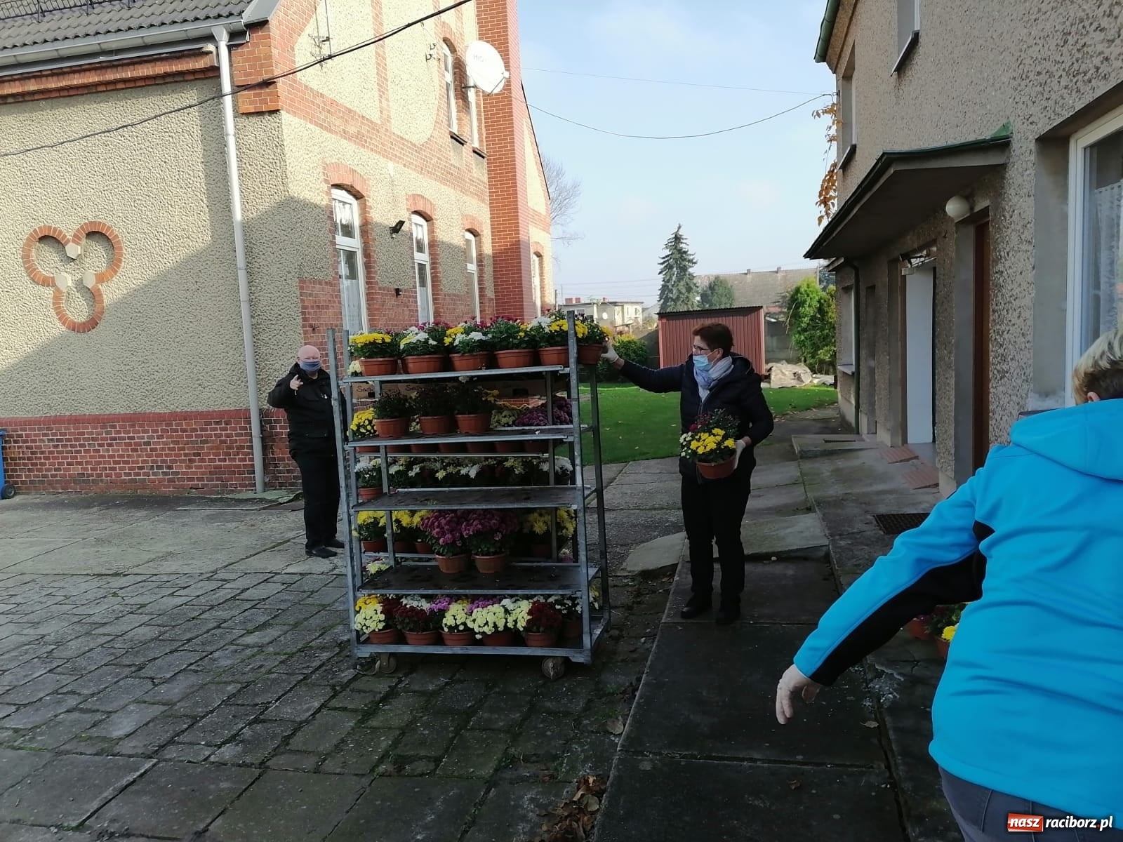 Zdjęcie w galerii na portalu naszraciborz.pl: Gmina Kuźnia Raciborska przyozdobiona chryzantemami [FOTO] wiadomości z regionu
