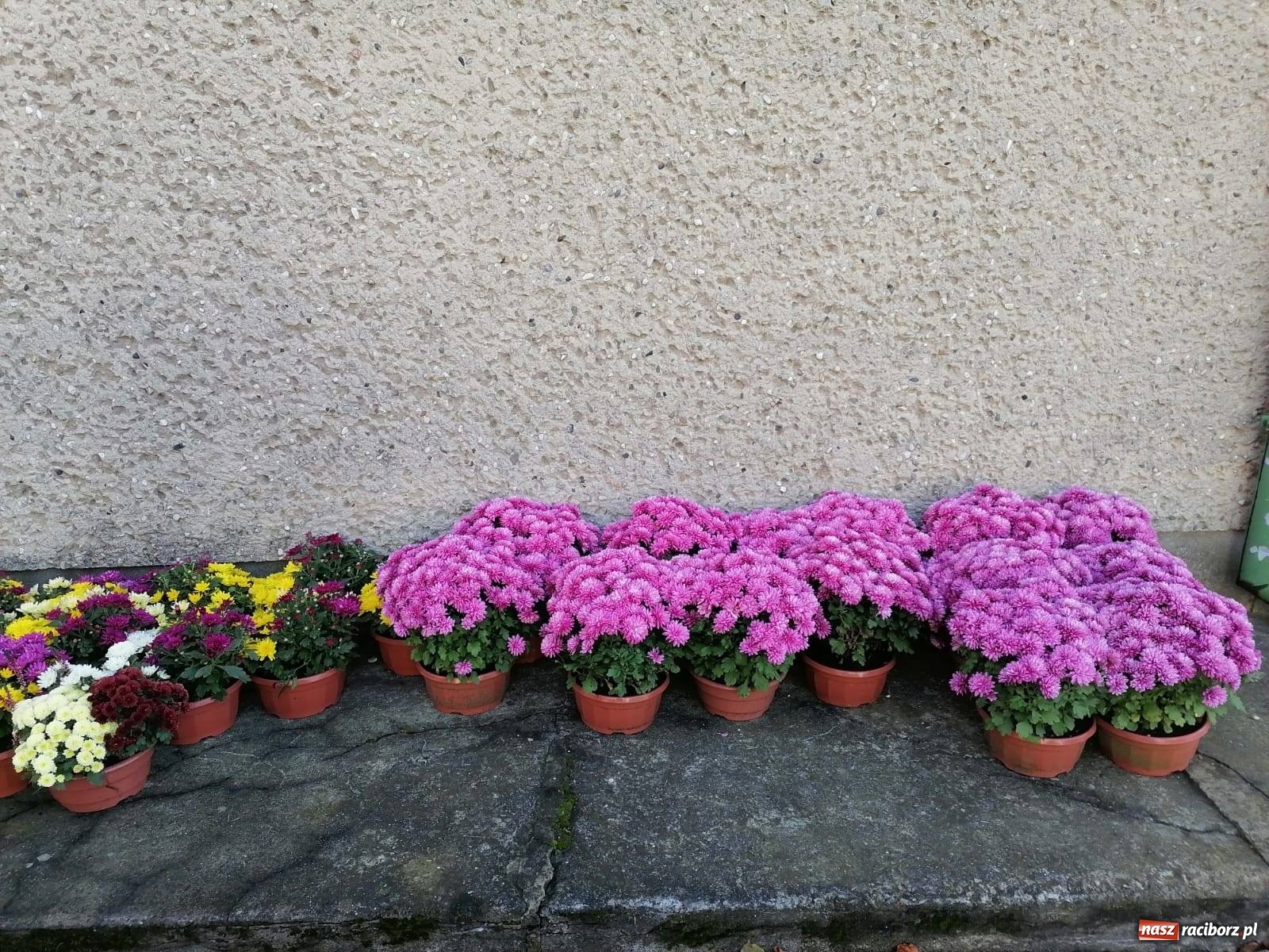 Zdjęcie w galerii na portalu naszraciborz.pl: Gmina Kuźnia Raciborska przyozdobiona chryzantemami [FOTO] wiadomości z regionu
