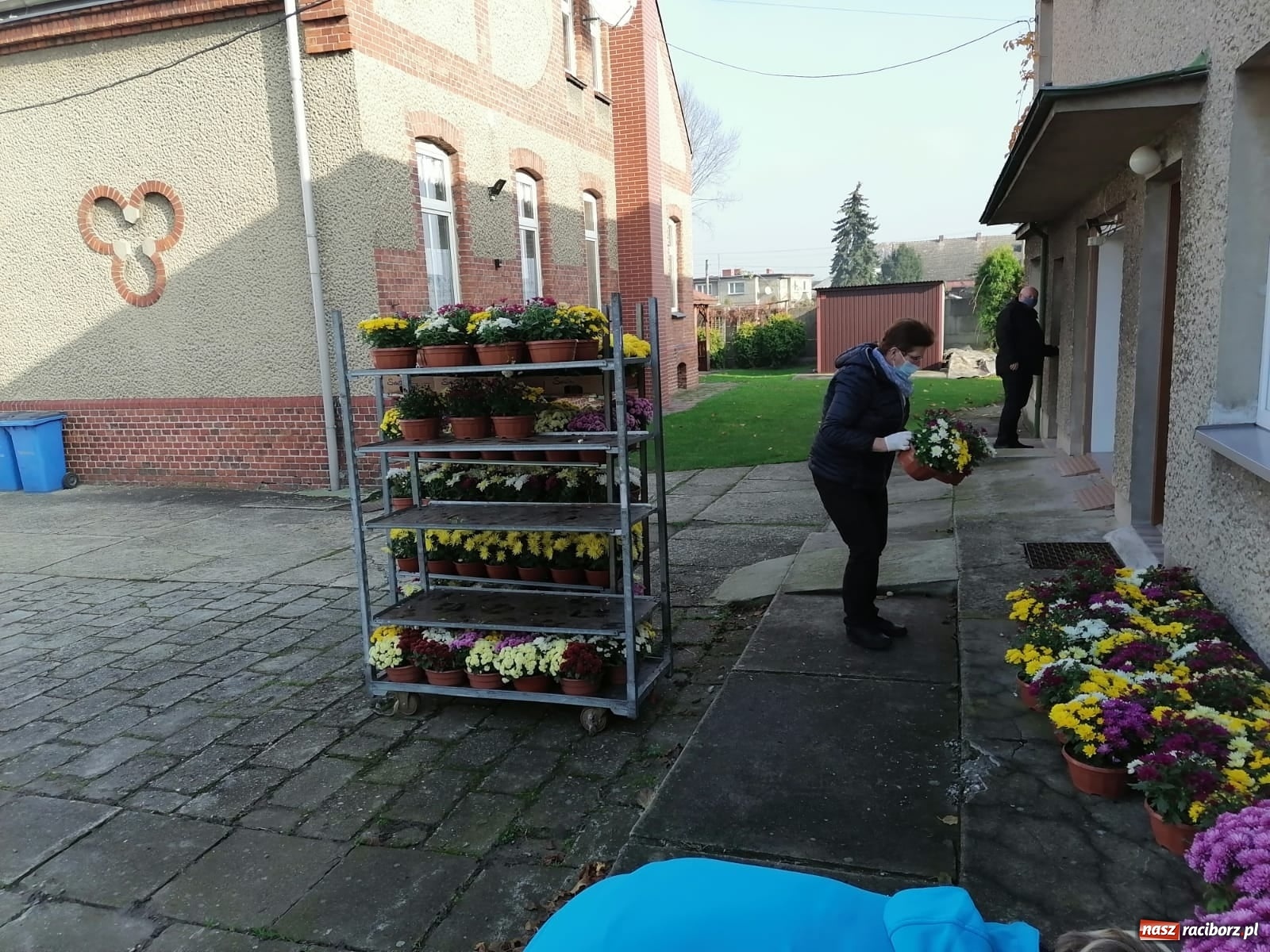 Zdjęcie w galerii na portalu naszraciborz.pl: Gmina Kuźnia Raciborska przyozdobiona chryzantemami [FOTO] wiadomości z regionu