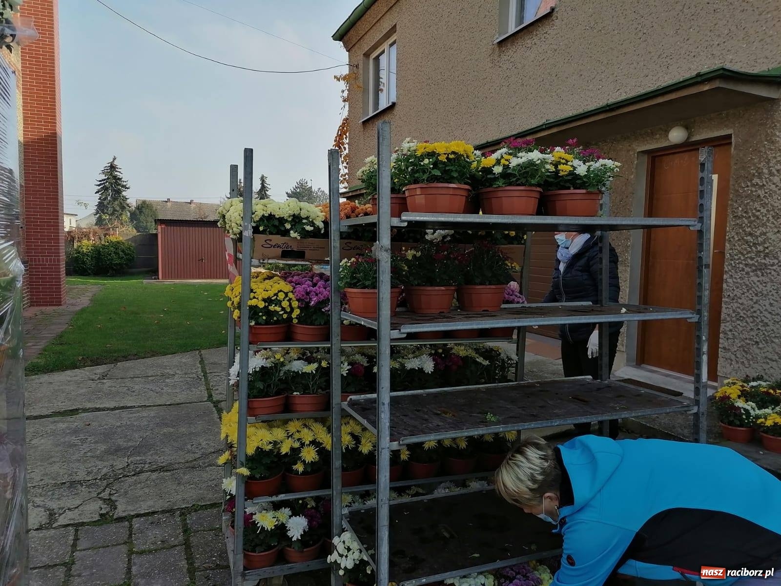 Zdjęcie w galerii na portalu naszraciborz.pl: Gmina Kuźnia Raciborska przyozdobiona chryzantemami [FOTO] wiadomości z regionu
