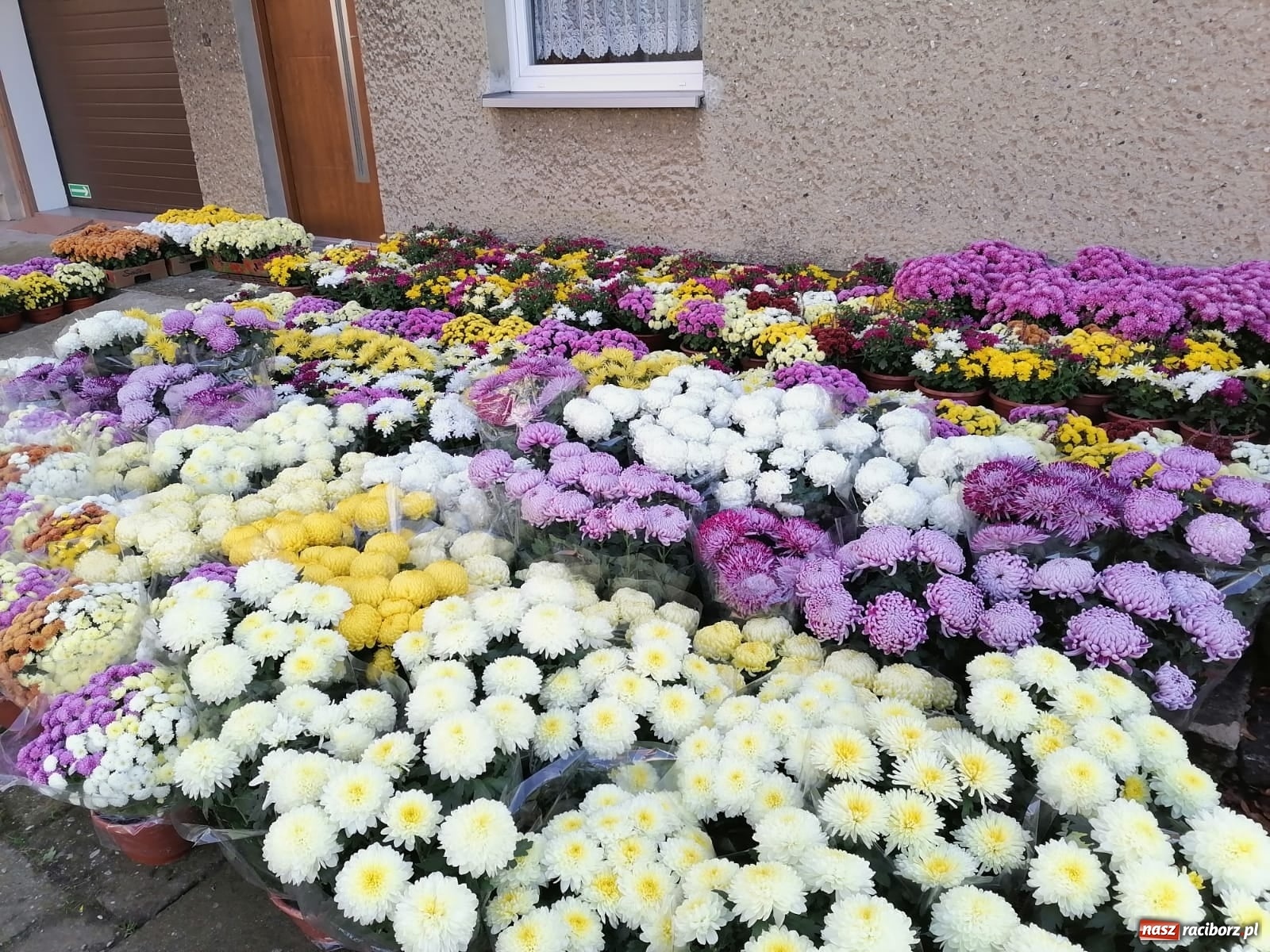 Zdjęcie w galerii na portalu naszraciborz.pl: Gmina Kuźnia Raciborska przyozdobiona chryzantemami [FOTO] wiadomości z regionu