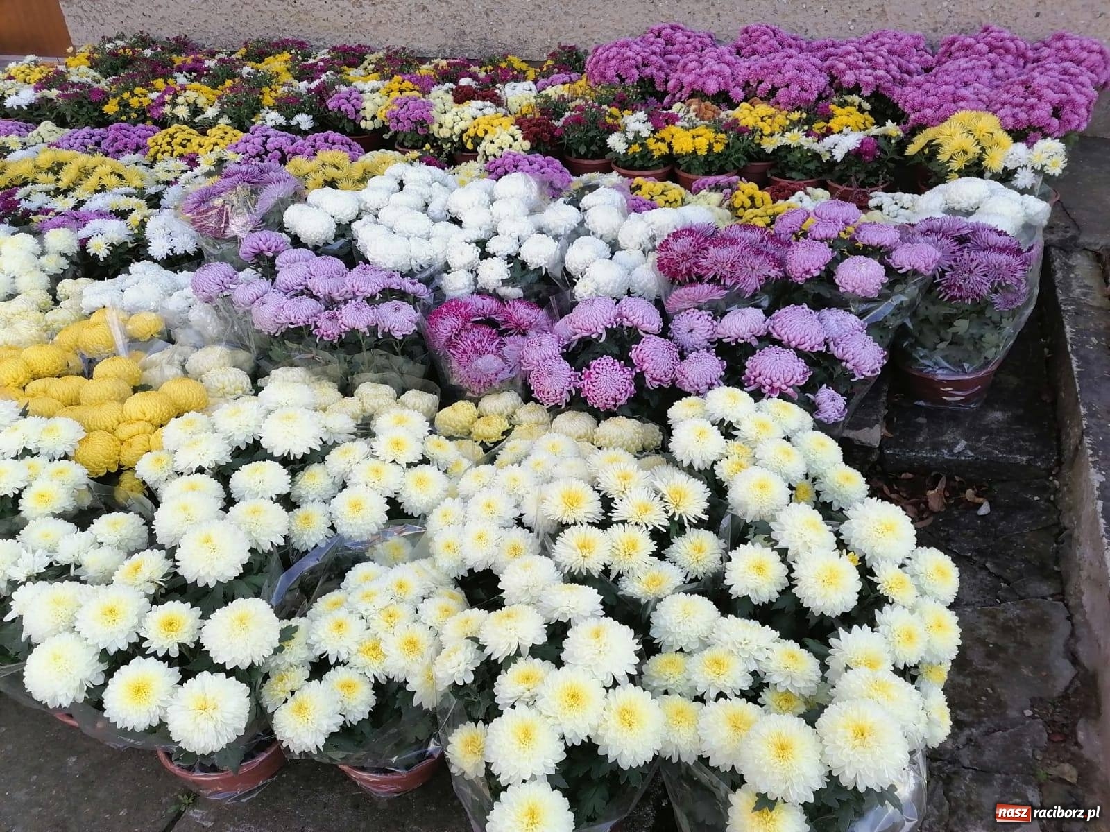 Zdjęcie w galerii na portalu naszraciborz.pl: Gmina Kuźnia Raciborska przyozdobiona chryzantemami [FOTO] wiadomości z regionu