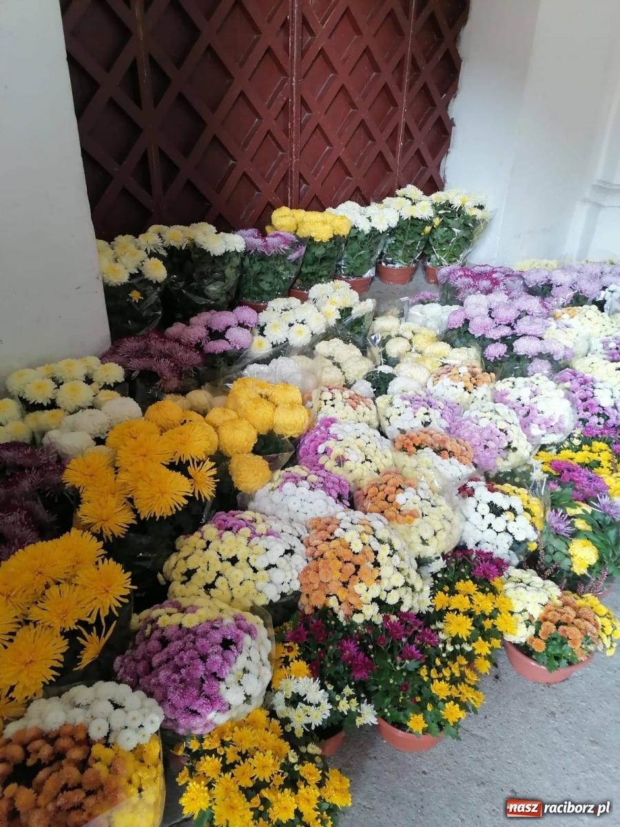 Zdjęcie w galerii na portalu naszraciborz.pl: Gmina Kuźnia Raciborska przyozdobiona chryzantemami [FOTO] wiadomości z regionu
