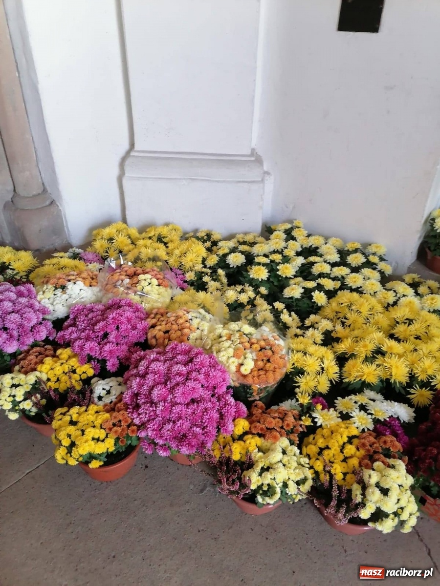Zdjęcie w galerii na portalu naszraciborz.pl: Gmina Kuźnia Raciborska przyozdobiona chryzantemami [FOTO] wiadomości z regionu