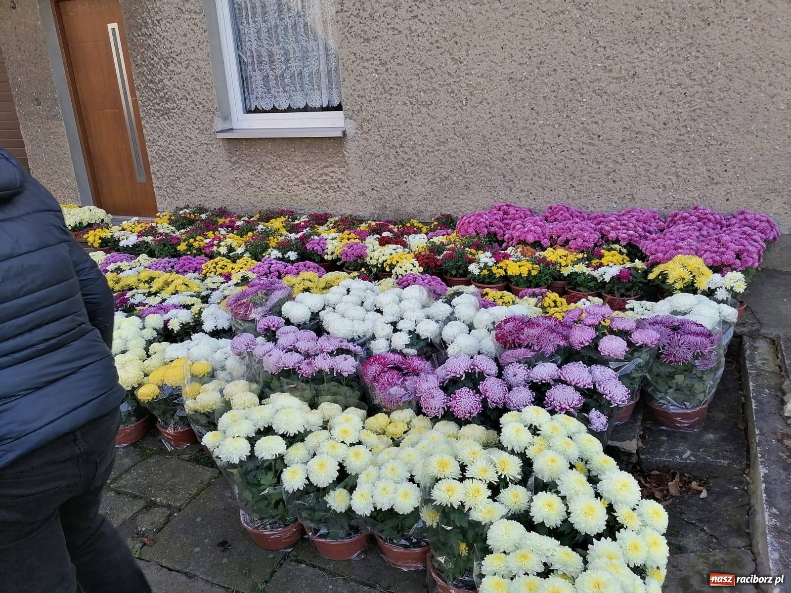 Zdjęcie w galerii na portalu naszraciborz.pl: Gmina Kuźnia Raciborska przyozdobiona chryzantemami [FOTO] wiadomości z regionu