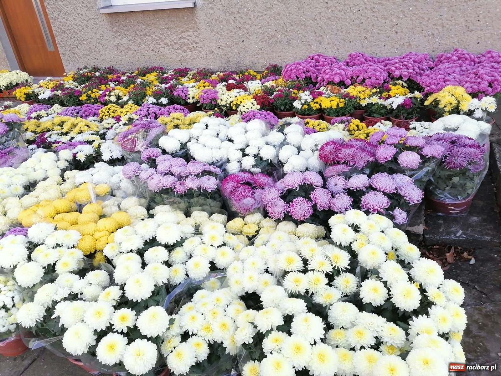 Zdjęcie w galerii na portalu naszraciborz.pl: Gmina Kuźnia Raciborska przyozdobiona chryzantemami [FOTO] wiadomości z regionu