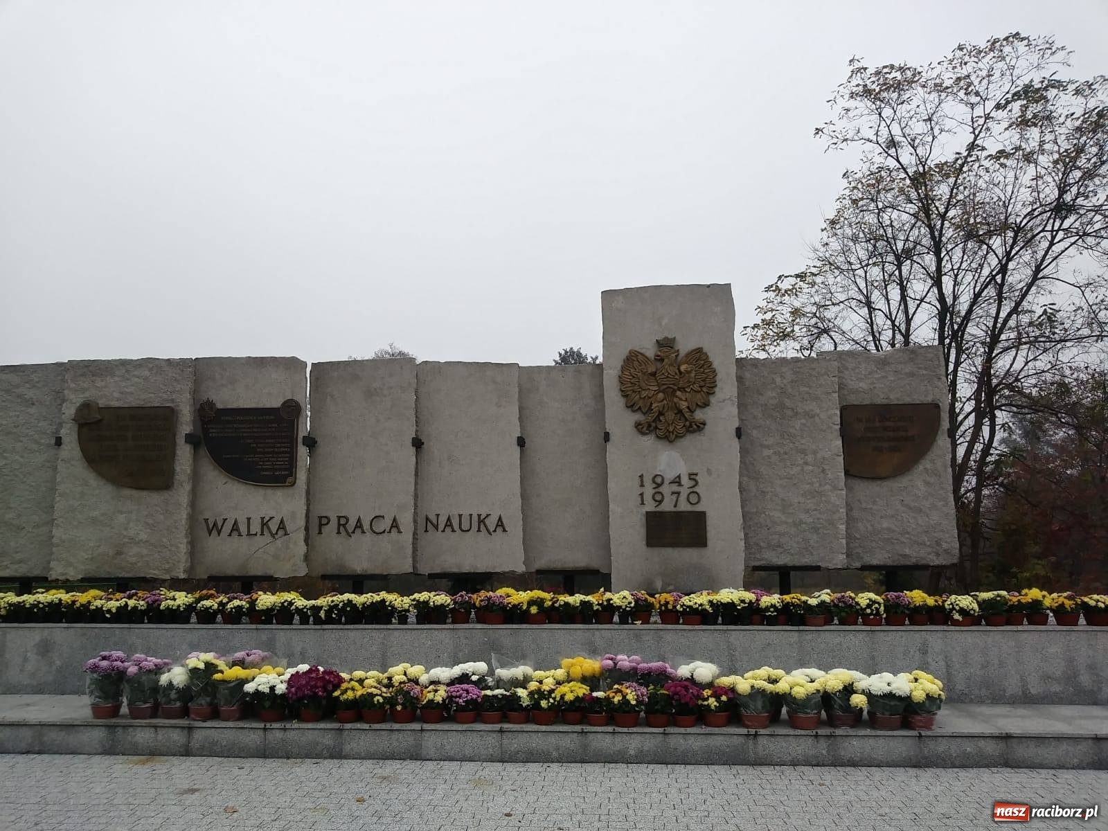 Zdjęcie w galerii na portalu naszraciborz.pl: Gmina Kuźnia Raciborska przyozdobiona chryzantemami [FOTO] wiadomości z regionu
