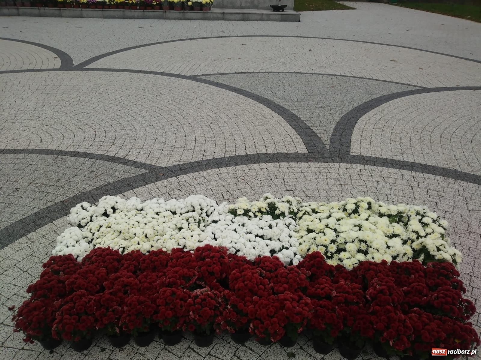 Zdjęcie w galerii na portalu naszraciborz.pl: Gmina Kuźnia Raciborska przyozdobiona chryzantemami [FOTO] wiadomości z regionu