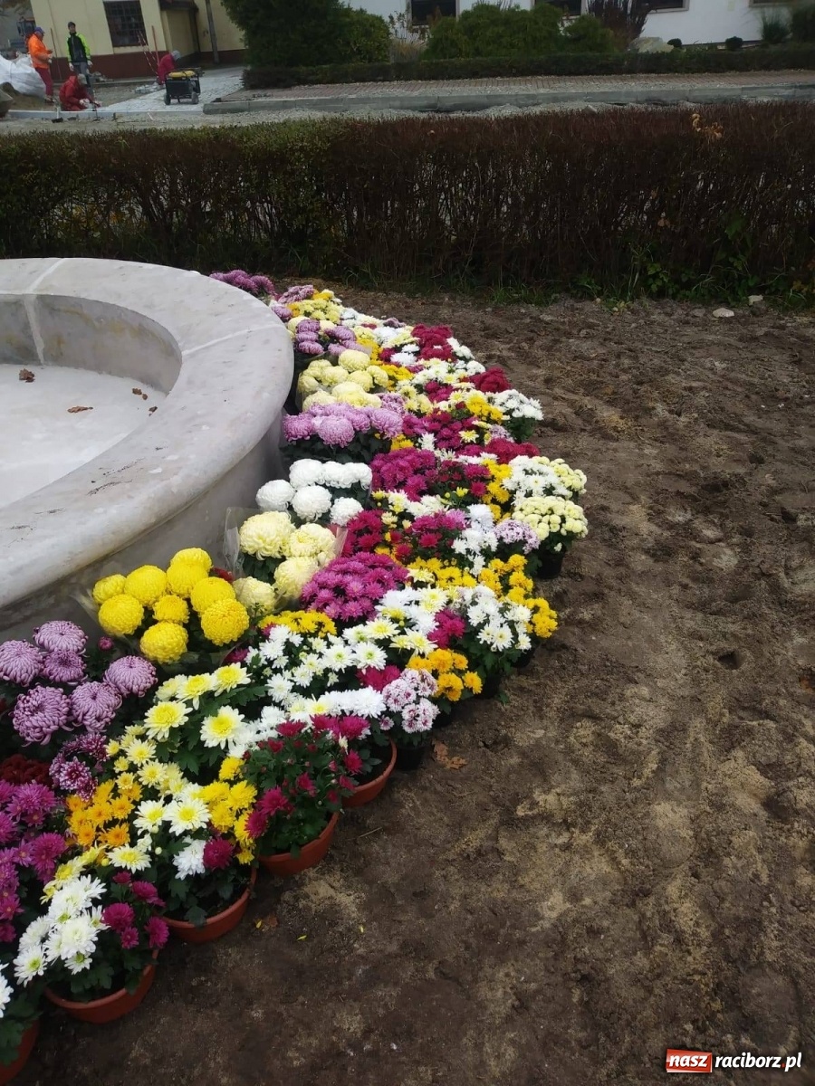 Zdjęcie w galerii na portalu naszraciborz.pl: Gmina Kuźnia Raciborska przyozdobiona chryzantemami [FOTO] wiadomości z regionu