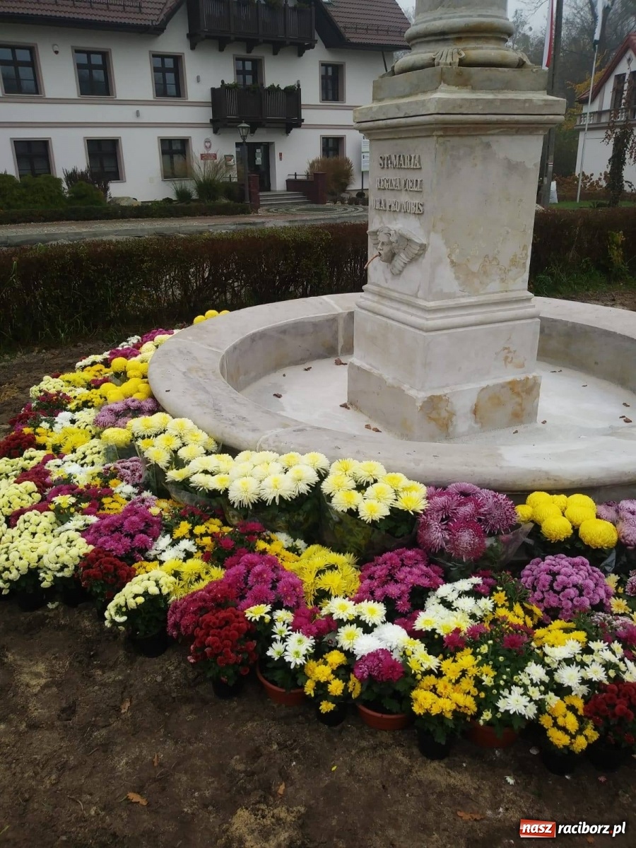 Zdjęcie w galerii na portalu naszraciborz.pl: Gmina Kuźnia Raciborska przyozdobiona chryzantemami [FOTO] wiadomości z regionu