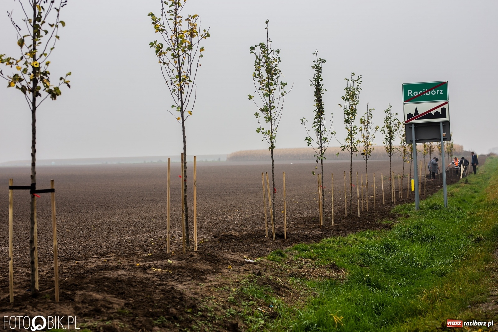 Zdjęcie w galerii na portalu naszraciborz.pl: Powiat i Auchan sadzą drzewka  wiadomości z regionu
