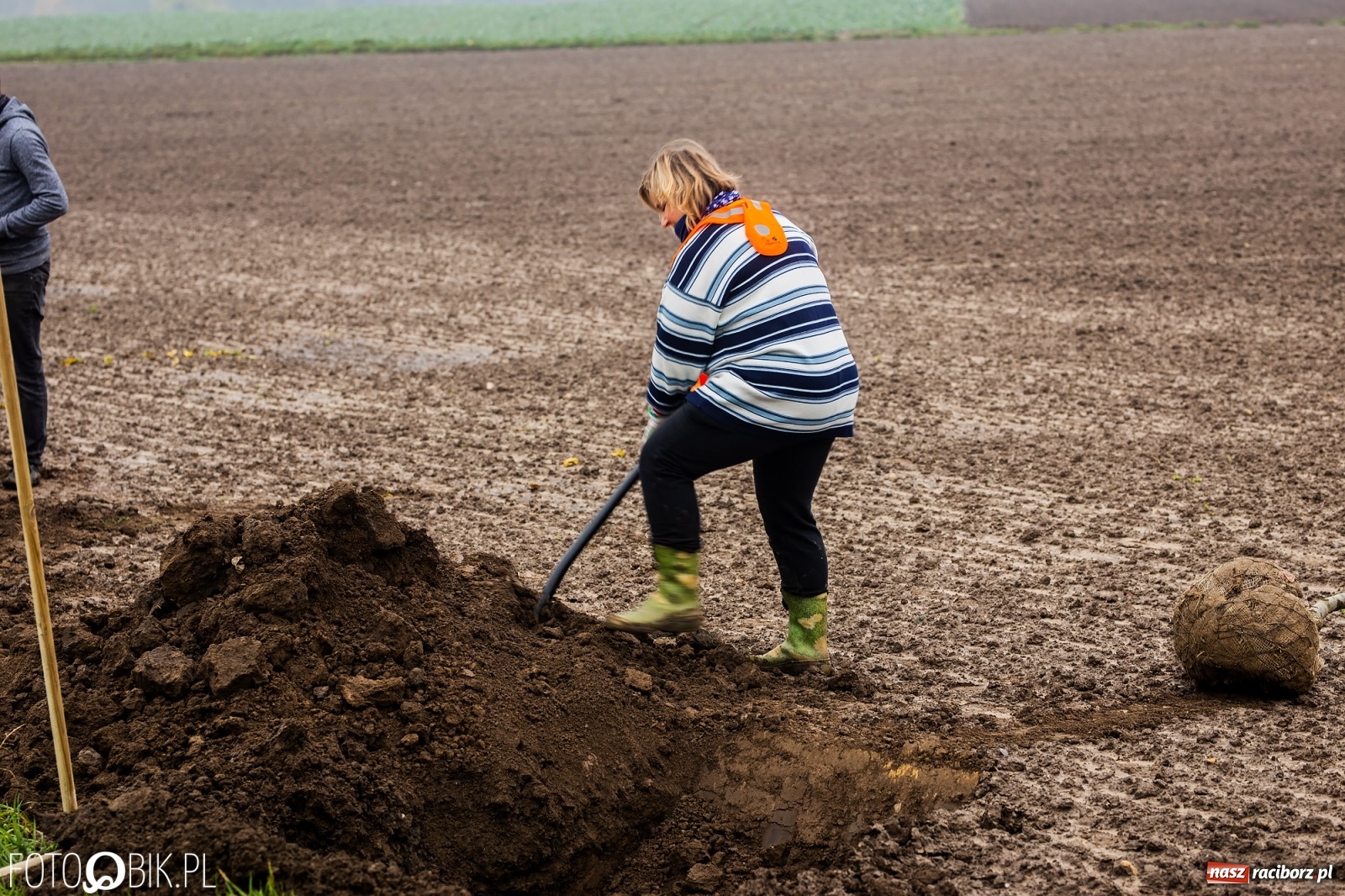 Zdjęcie w galerii na portalu naszraciborz.pl: Powiat i Auchan sadzą drzewka  wiadomości z regionu