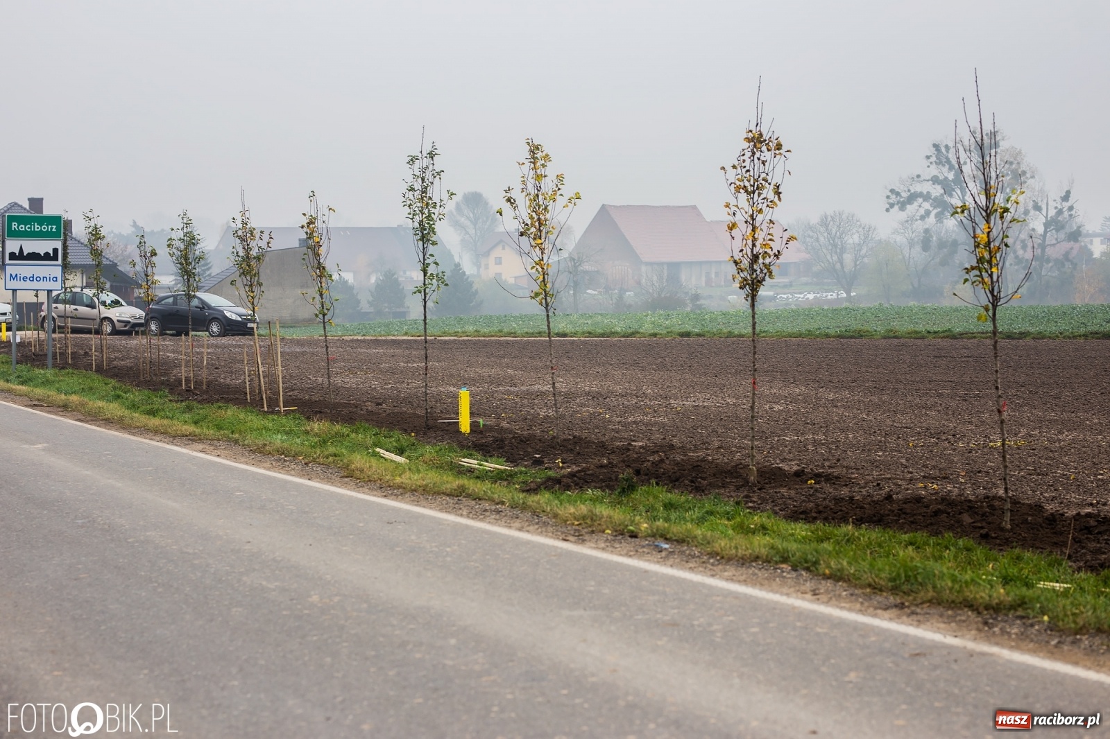Zdjęcie w galerii na portalu naszraciborz.pl: Powiat i Auchan sadzą drzewka  wiadomości z regionu