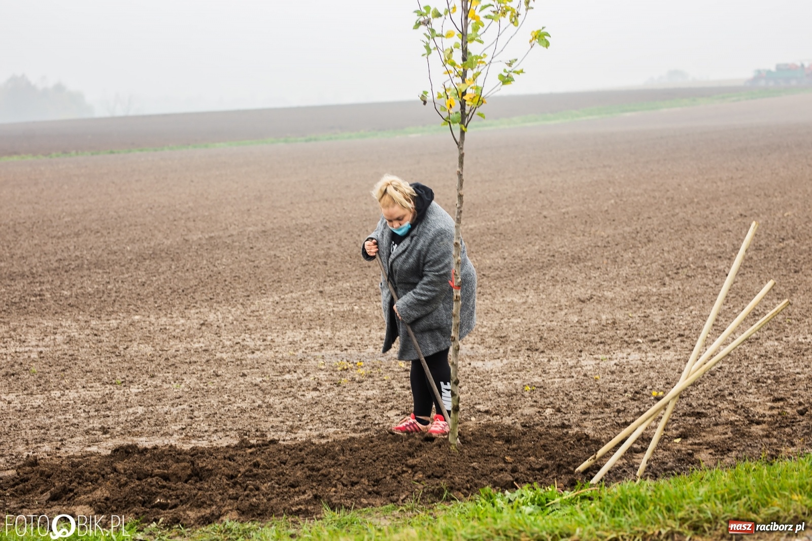 Zdjęcie w galerii na portalu naszraciborz.pl: Powiat i Auchan sadzą drzewka  wiadomości z regionu