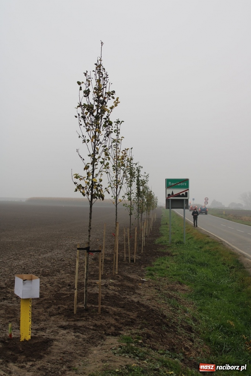 Zdjęcie w galerii na portalu naszraciborz.pl: Powiat i Auchan sadzą drzewka  wiadomości z regionu