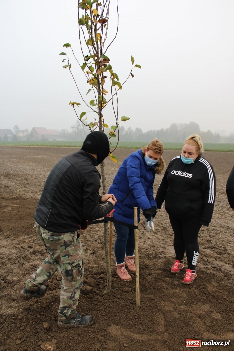 Zdjęcie w galerii na portalu naszraciborz.pl: Powiat i Auchan sadzą drzewka  wiadomości z regionu