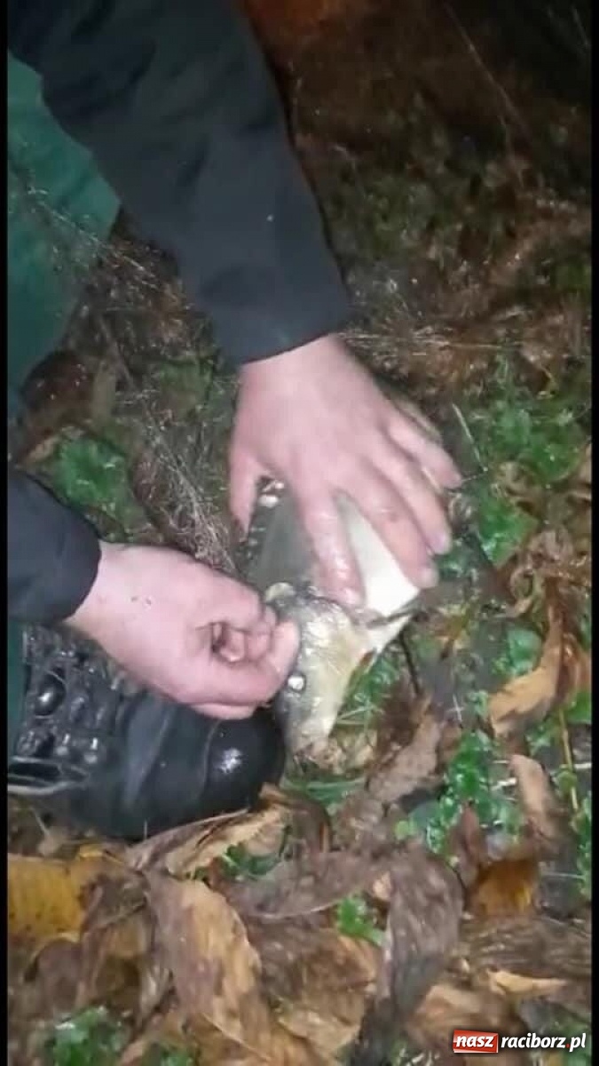 Zdjęcie w galerii na portalu naszraciborz.pl: Próba kradzieży ryb ze stawu w Krowiarkach wiadomości z regionu