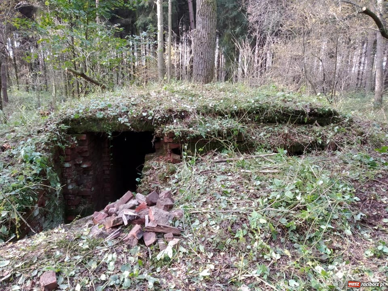 Zdjęcie w galerii na portalu naszraciborz.pl: Arboretum szykuje nową atrakcję dla zwiedzających wiadomości z regionu