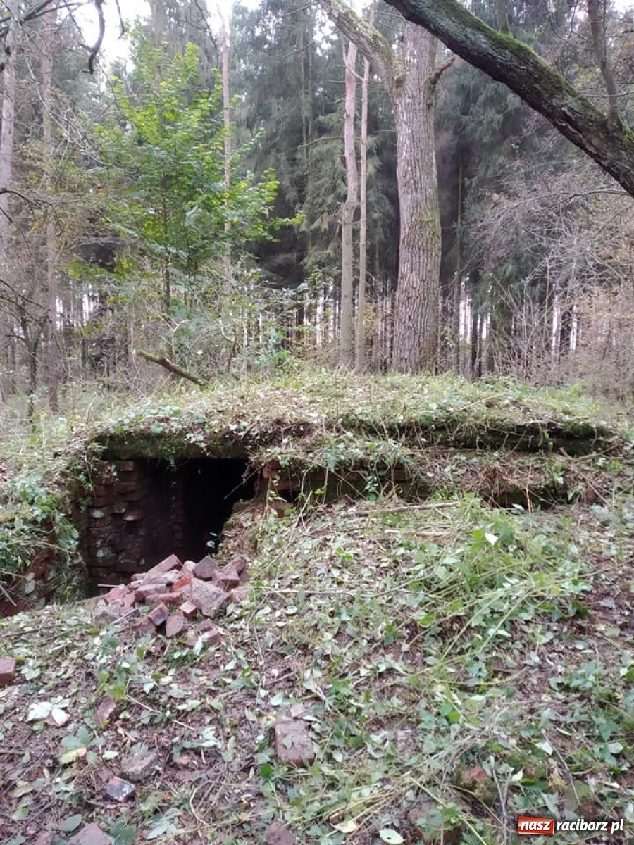 Zdjęcie w galerii na portalu naszraciborz.pl: Arboretum szykuje nową atrakcję dla zwiedzających wiadomości z regionu