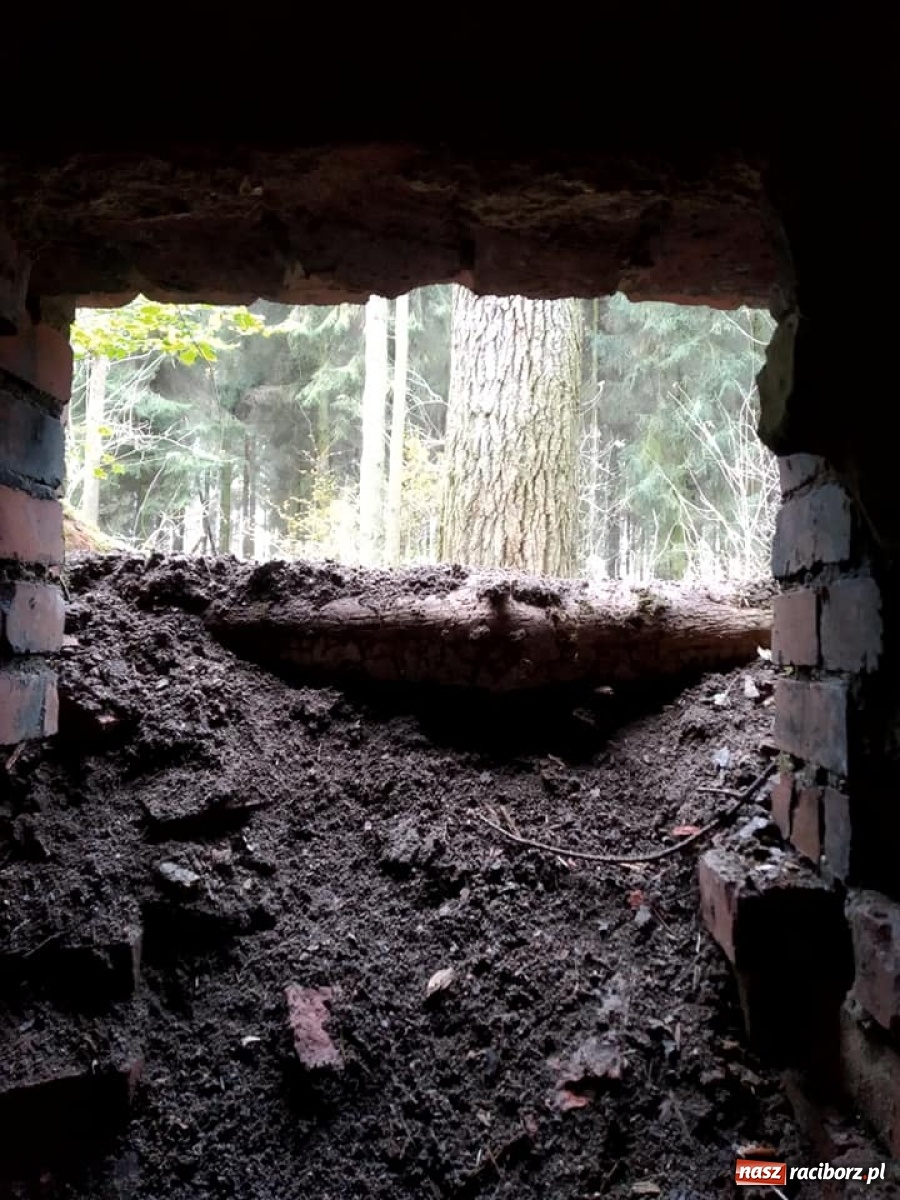 Zdjęcie w galerii na portalu naszraciborz.pl: Arboretum szykuje nową atrakcję dla zwiedzających wiadomości z regionu