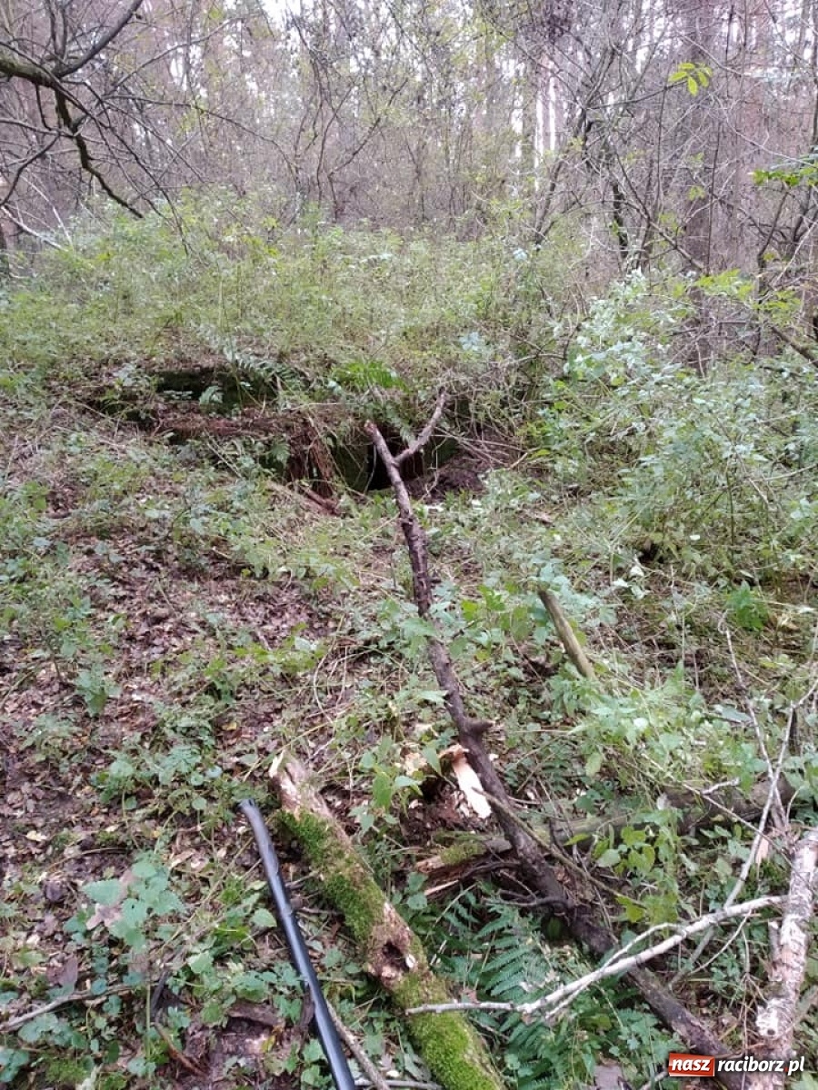 Zdjęcie w galerii na portalu naszraciborz.pl: Arboretum szykuje nową atrakcję dla zwiedzających wiadomości z regionu