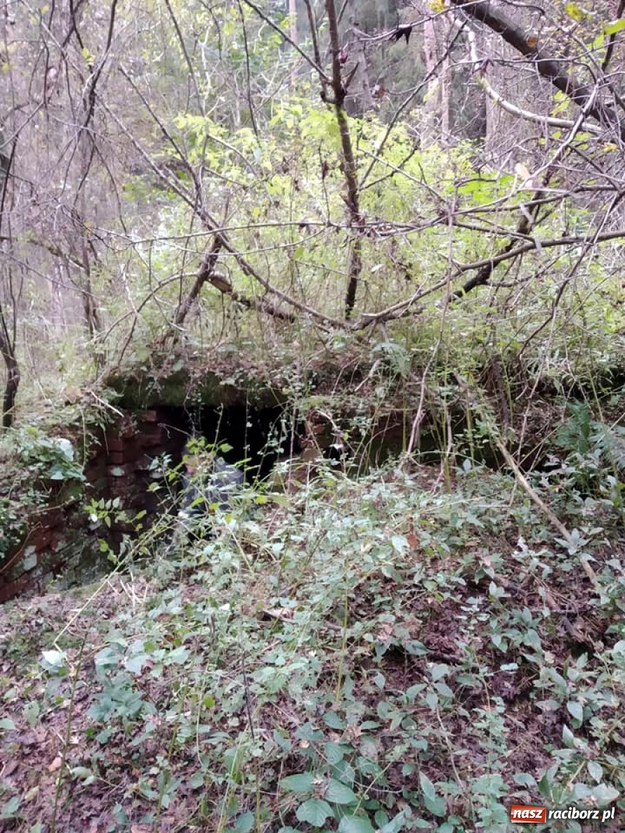 Zdjęcie w galerii na portalu naszraciborz.pl: Arboretum szykuje nową atrakcję dla zwiedzających wiadomości z regionu