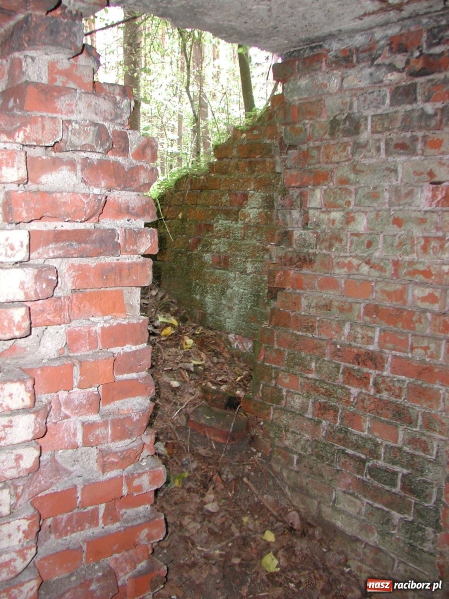 Zdjęcie w galerii na portalu naszraciborz.pl: Arboretum szykuje nową atrakcję dla zwiedzających wiadomości z regionu