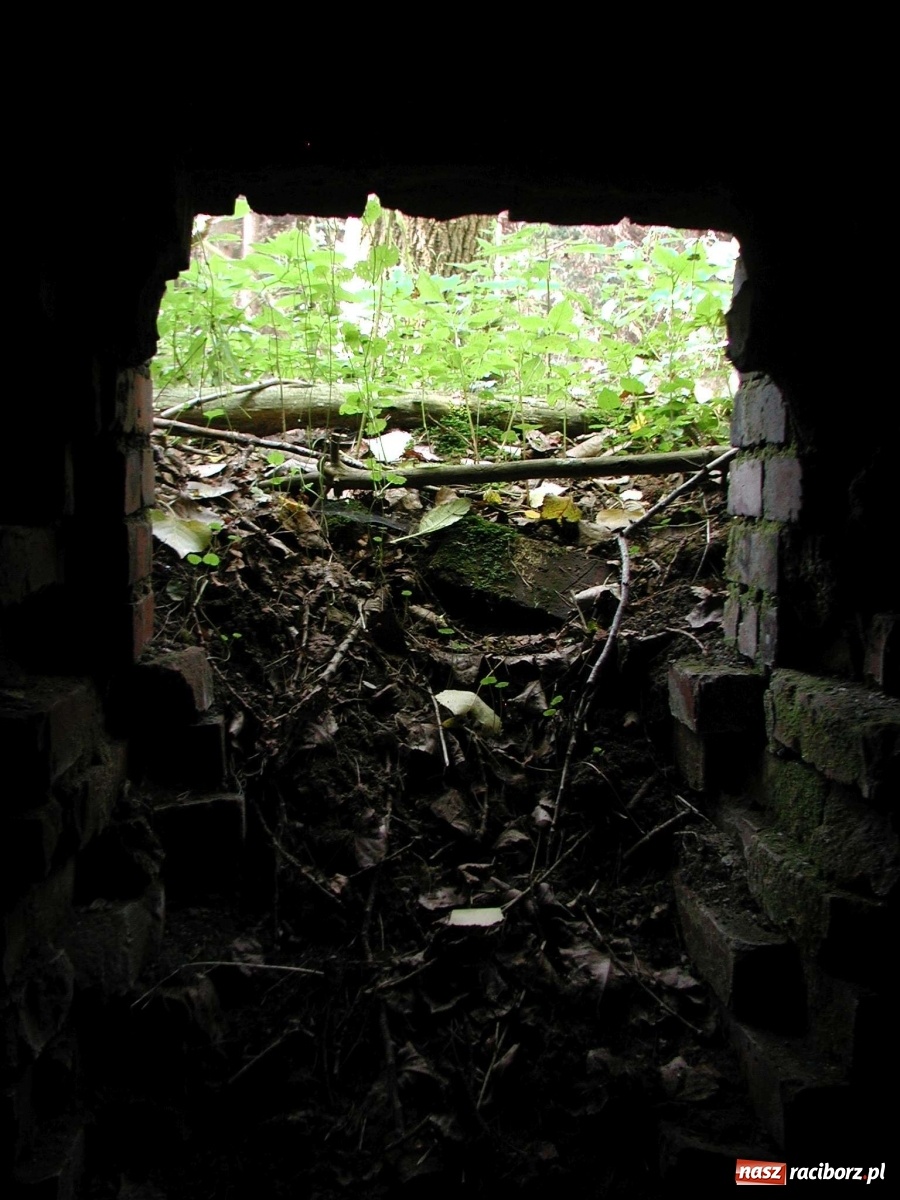 Zdjęcie w galerii na portalu naszraciborz.pl: Arboretum szykuje nową atrakcję dla zwiedzających wiadomości z regionu