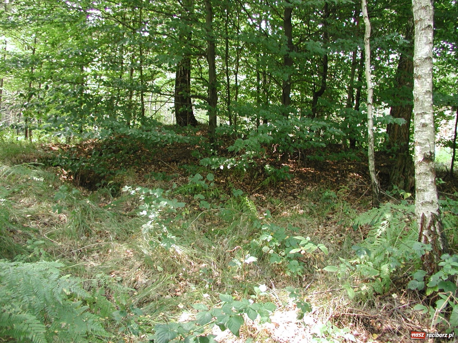 Zdjęcie w galerii na portalu naszraciborz.pl: Arboretum szykuje nową atrakcję dla zwiedzających wiadomości z regionu