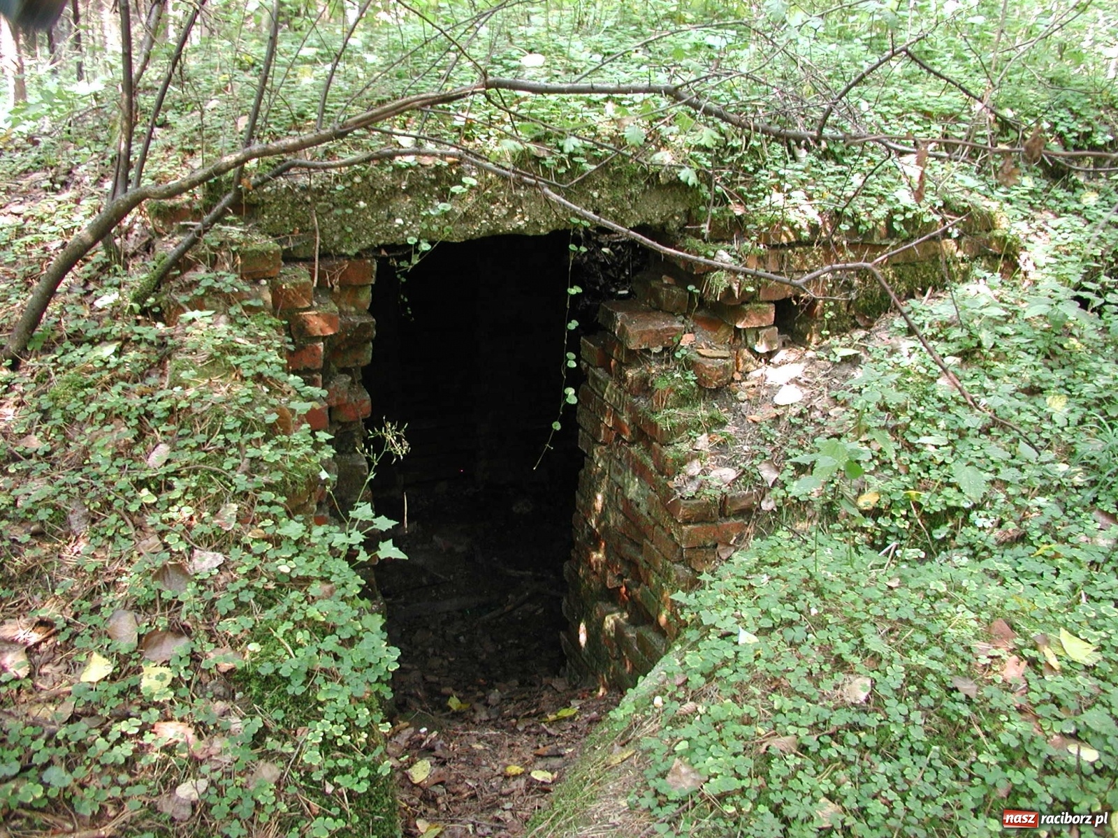 Zdjęcie w galerii na portalu naszraciborz.pl: Arboretum szykuje nową atrakcję dla zwiedzających wiadomości z regionu