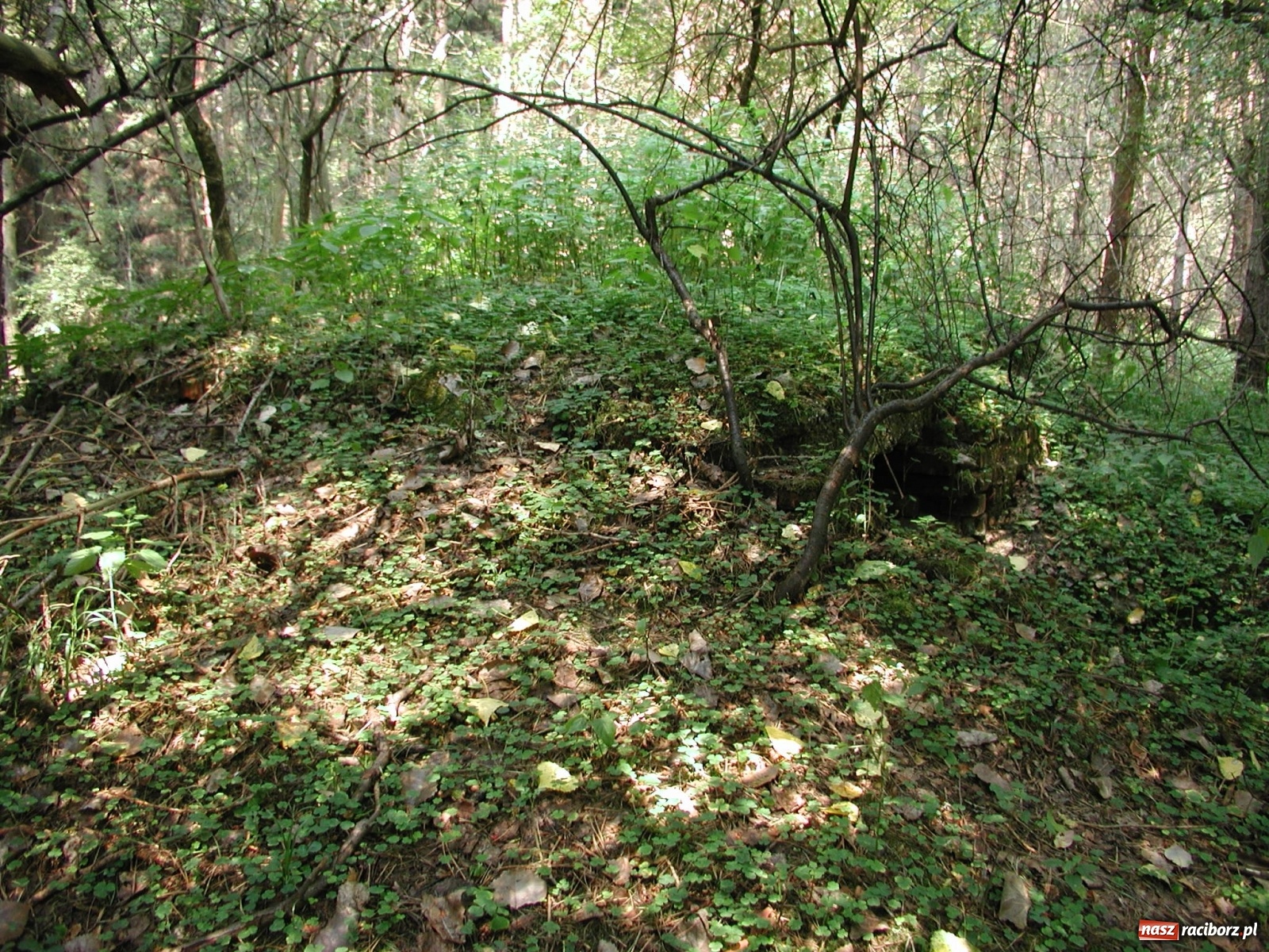 Zdjęcie w galerii na portalu naszraciborz.pl: Arboretum szykuje nową atrakcję dla zwiedzających wiadomości z regionu