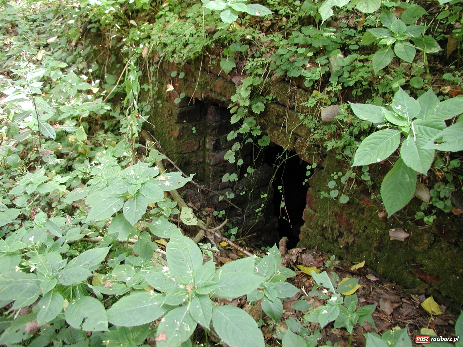 Zdjęcie w galerii na portalu naszraciborz.pl: Arboretum szykuje nową atrakcję dla zwiedzających wiadomości z regionu