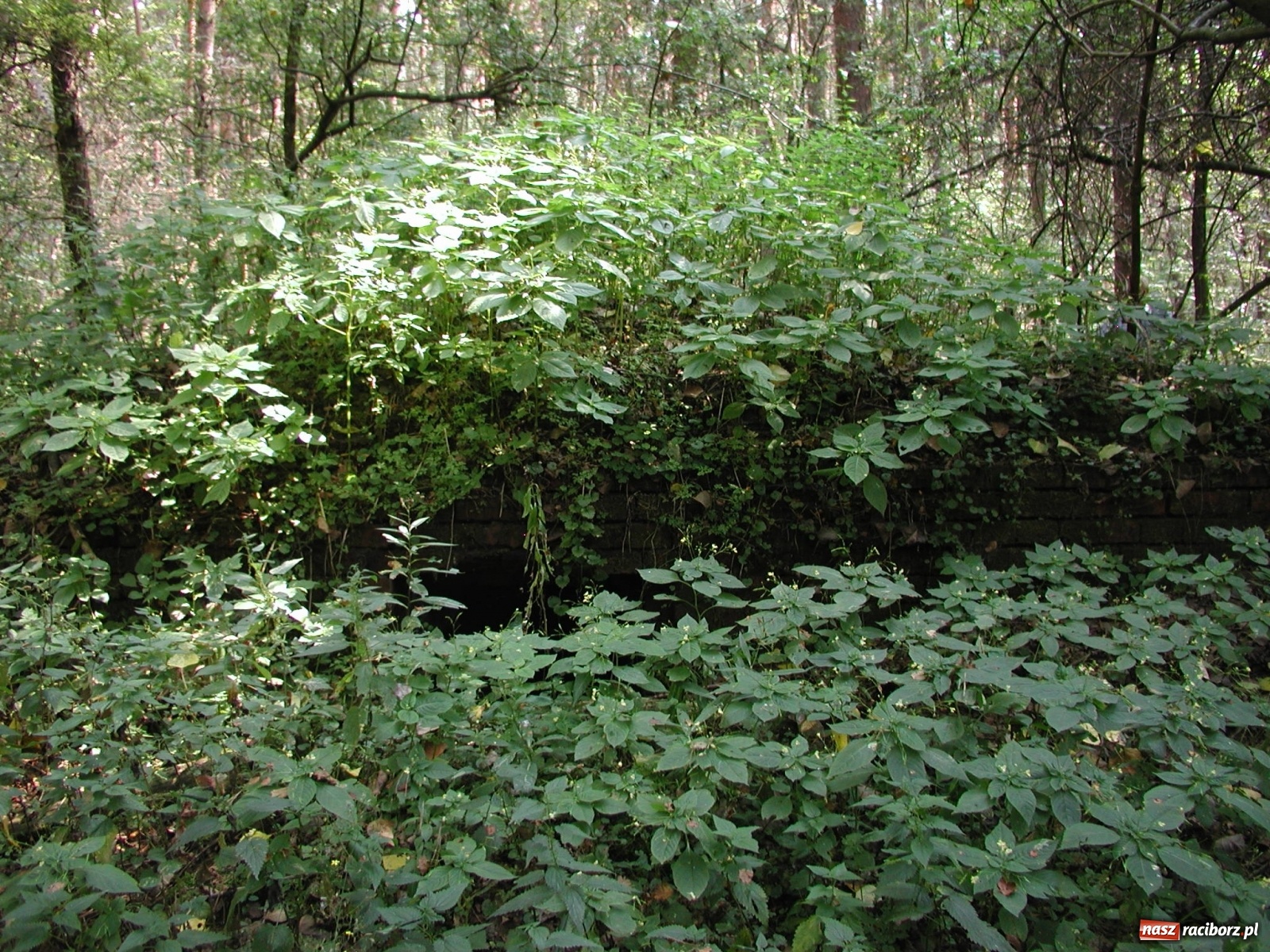 Zdjęcie w galerii na portalu naszraciborz.pl: Arboretum szykuje nową atrakcję dla zwiedzających wiadomości z regionu